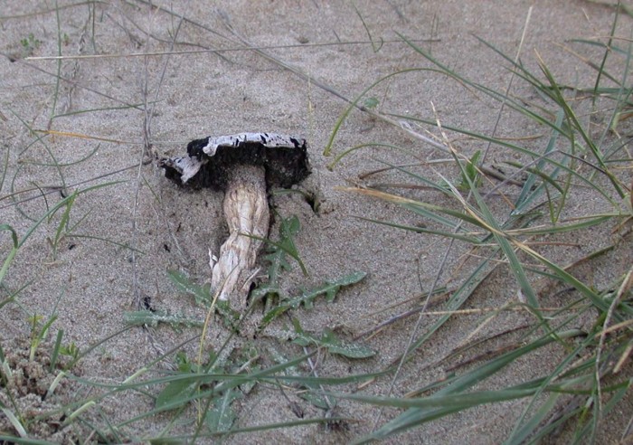 DSCN7934.JPG