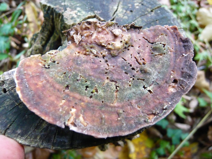 P1080341.JPG