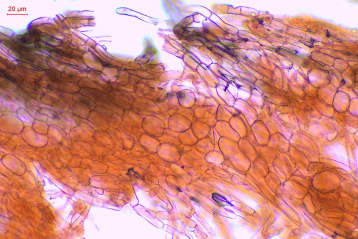 Tricholoma Pinus Eckbo-001.jpg