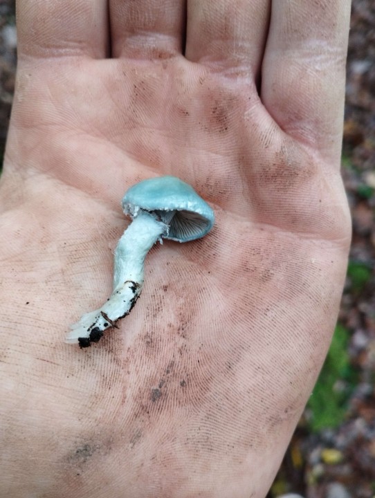 Champignon (6.4).jpg