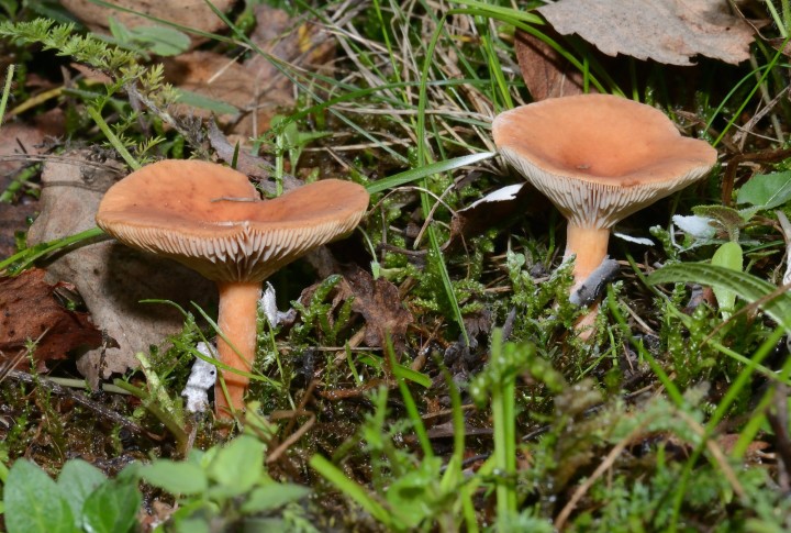 DSC_4226.JPG