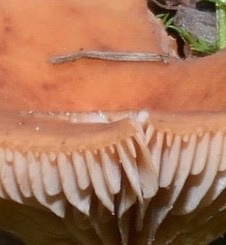 0302790A-6EE7-4AEC-AE2F-FFBF09530F14.jpeg