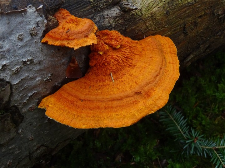 DSC04067.JPG