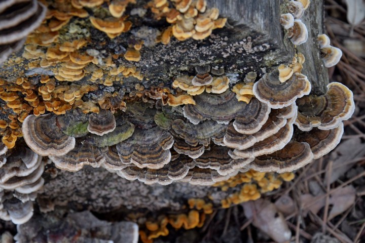 DSC_2221.jpg