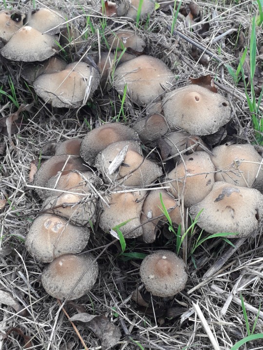 Une touffe parmi d'autres