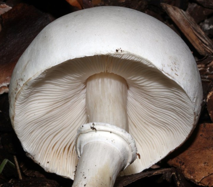 red Champignon 1 - 4.jpg