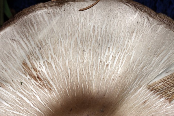 red Champignon 1 - 5.jpg