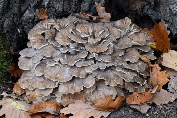 DSC_2181.jpg