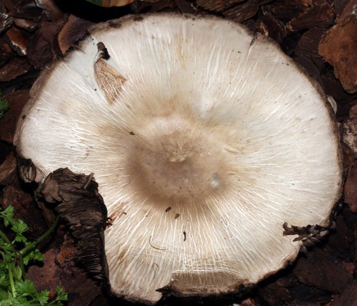 red Champignon 1 - 9.jpg