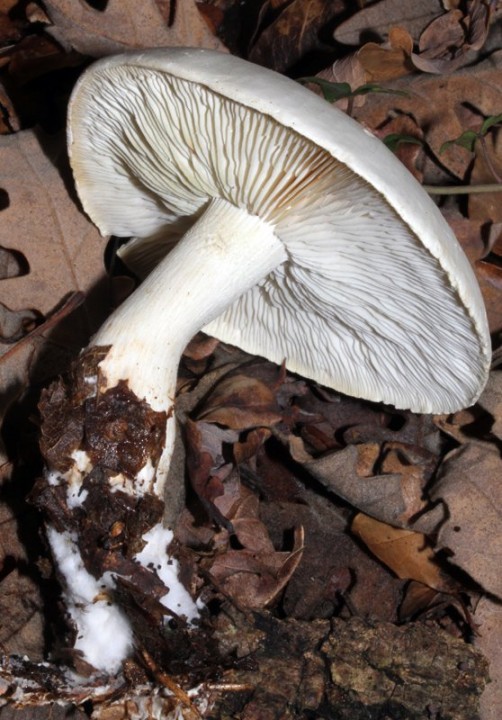 Champignon 1  red 1.jpg