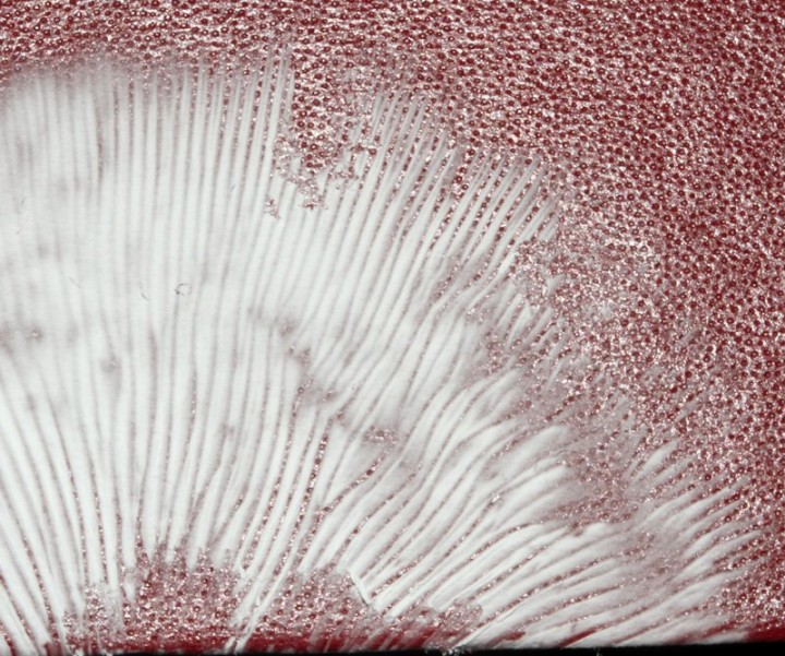 Champignon 1  red 5.jpg