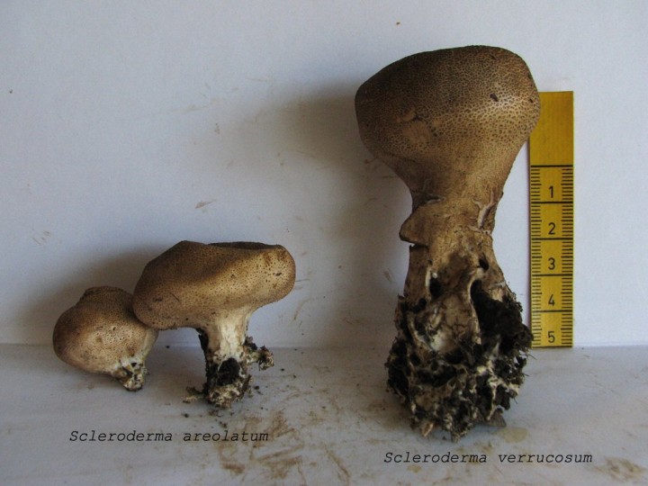 Sclerodedrma areolatum et verrucosum.jpg