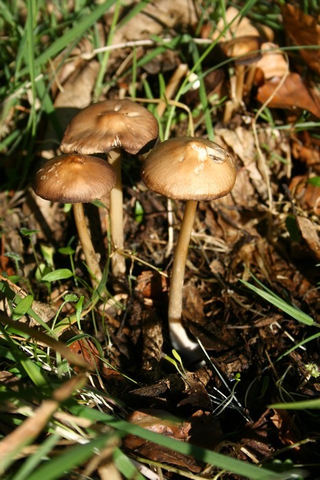 suscinio 140.jpg
