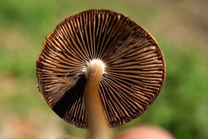 suscinio 142.jpg