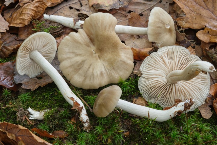 DSCF6064.jpg