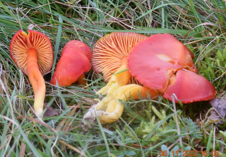 DSC_3071.JPG