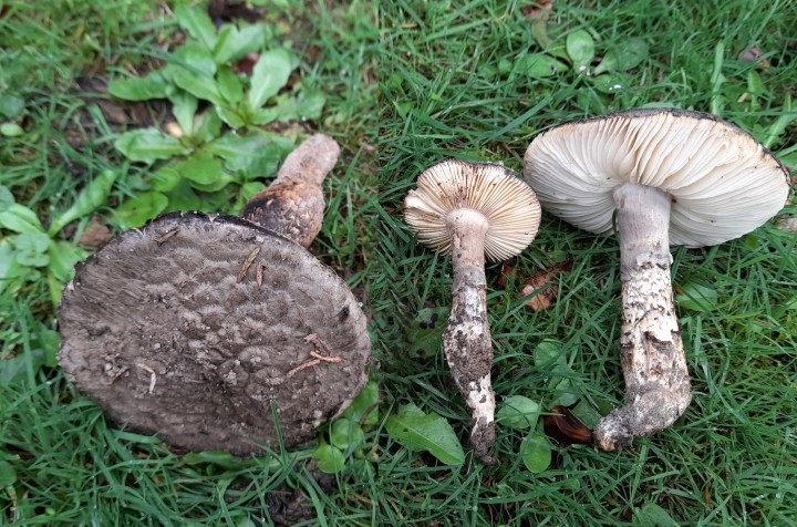 Saproamanita inopinata .jpg