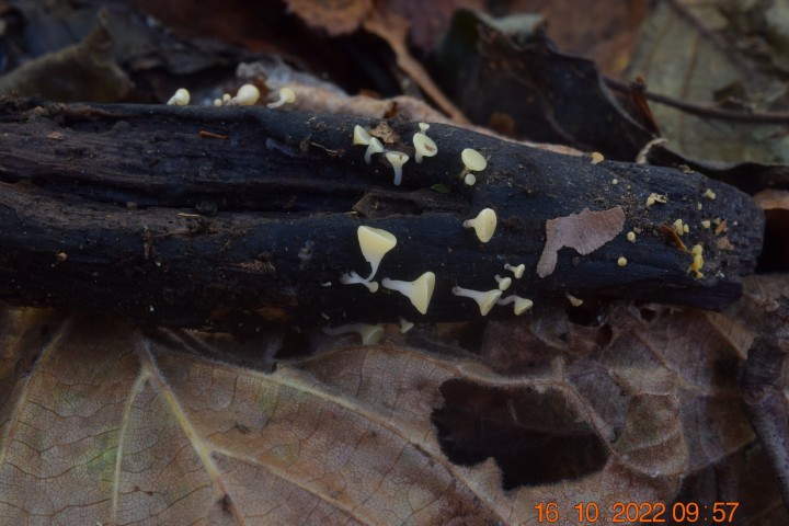 DSC_3020.JPG