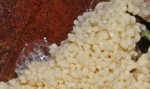 Mosissure 1 - réduction 2.jpg