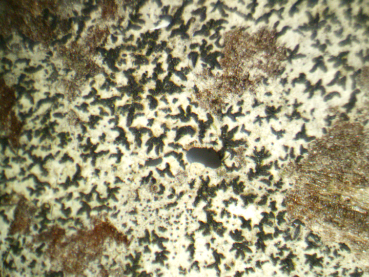 Opegrapha_sp20221115205357914.png