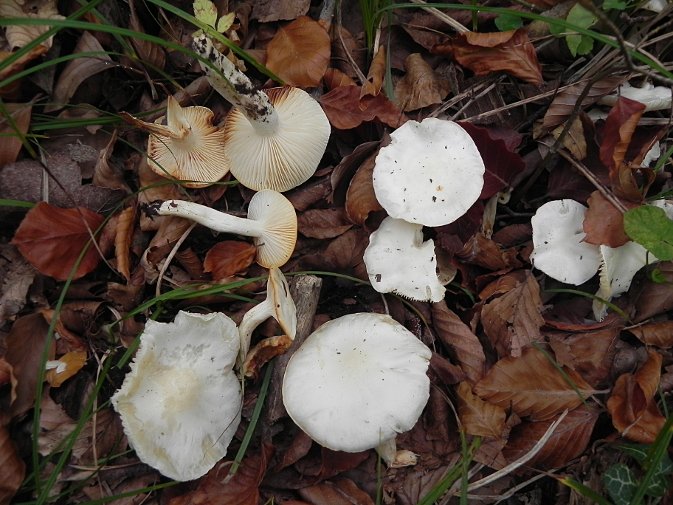 Hygrophorus discoxanthus