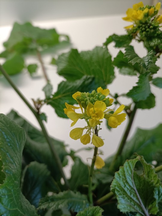 brassica1.JPEG