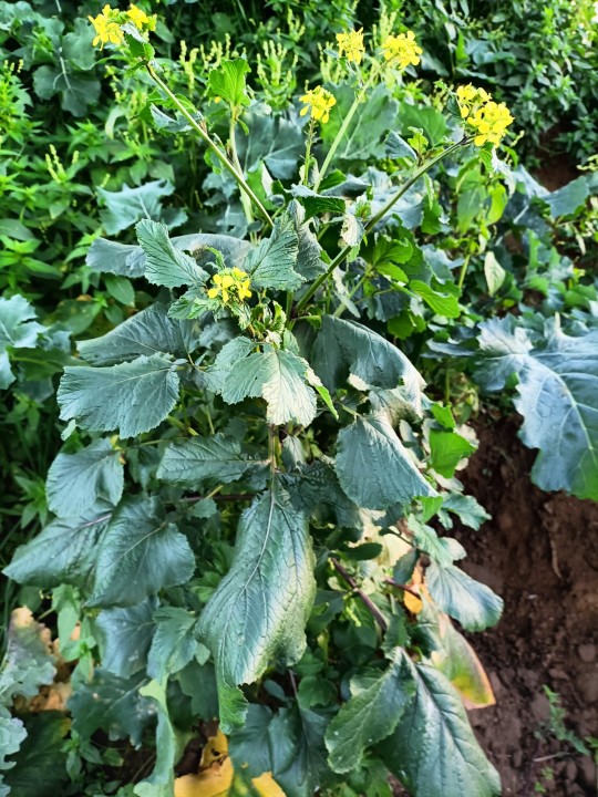 brassica3.jpg