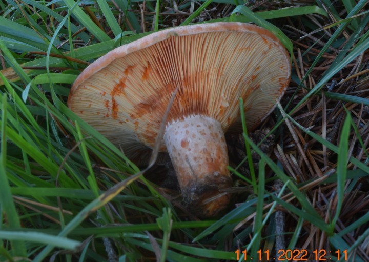DSC_3083.JPG