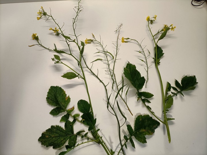 brassica4.jpg