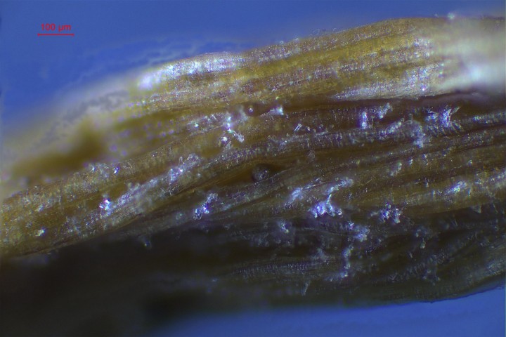 cystides base du stipe