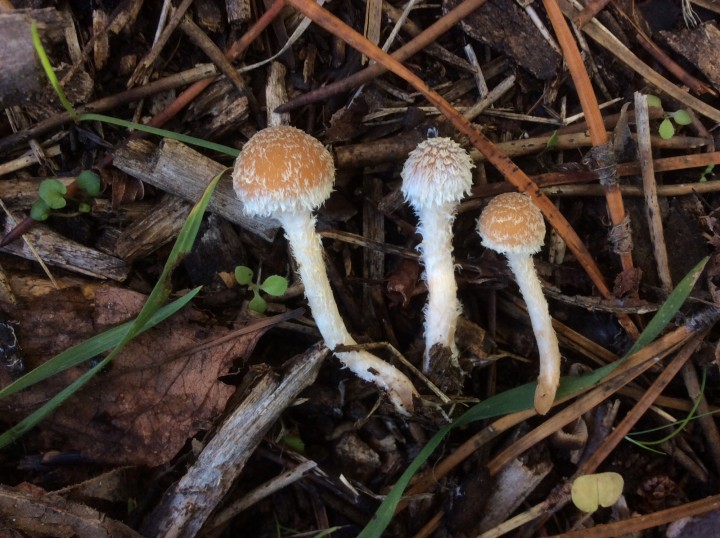 BD1337B4-90CA-4DFD-B018-C4035763AA6E.jpeg