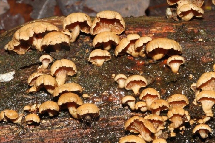 Panelle styptique red 1.jpg