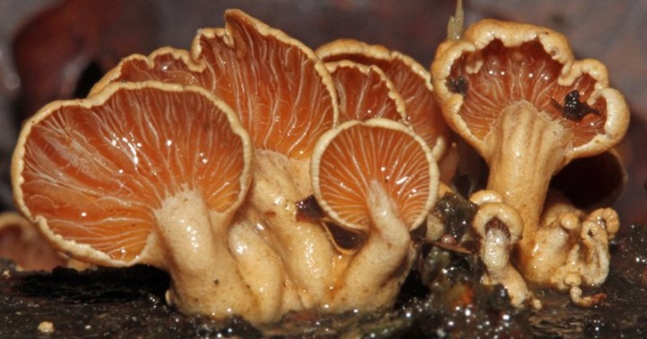 Panelle styptique red 2.jpg