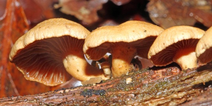 Panelle styptique red 3.jpg