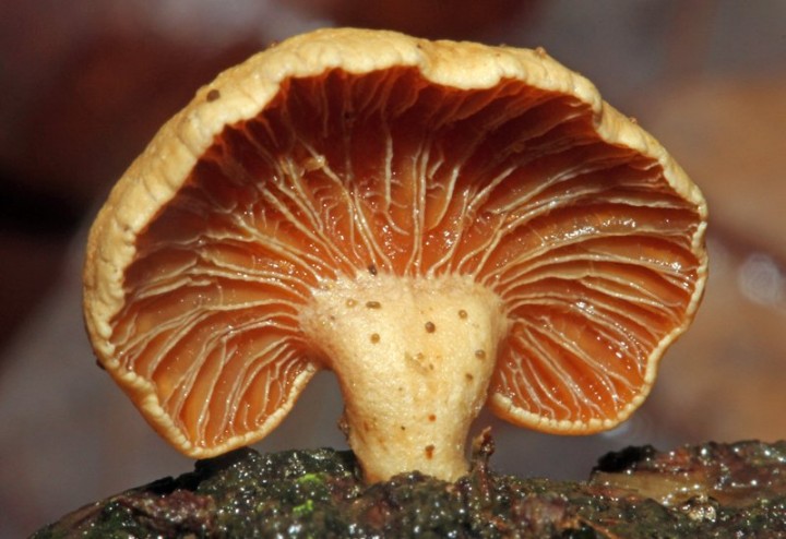 Panelle styptique red 4.jpg