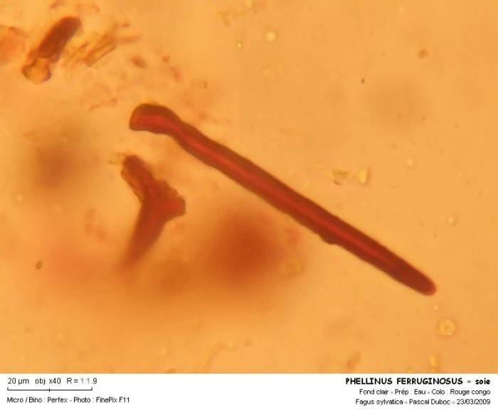 phellinus_ferruginosus_-_soie2_filtered.jpg