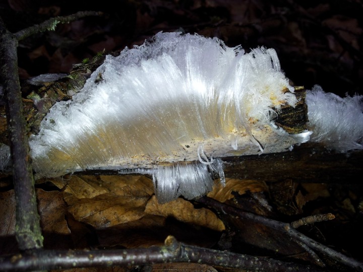 Exidiopsis_effusa_Cruseilles_1.jpg