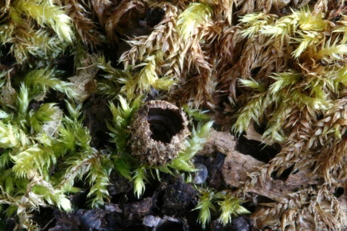 21 mars 09 SGL1-redim1024.JPG