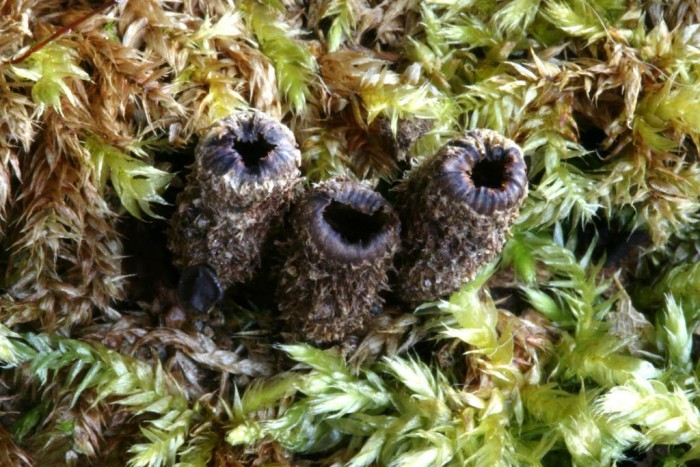 21 mars 09 SGL-redim1024.JPG