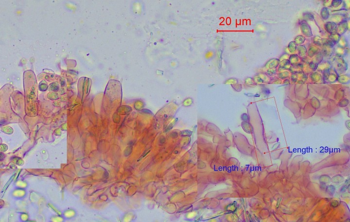 Basides : 25-30 x 7-11 µ ; cylindriques à clavées ; boucles -
