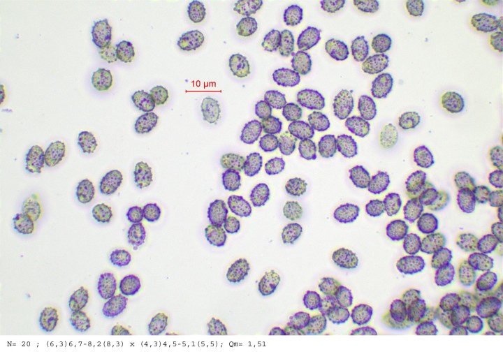 Spores dans le Melzer