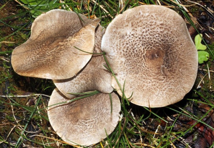 Tricholoma sp - red 1.jpg