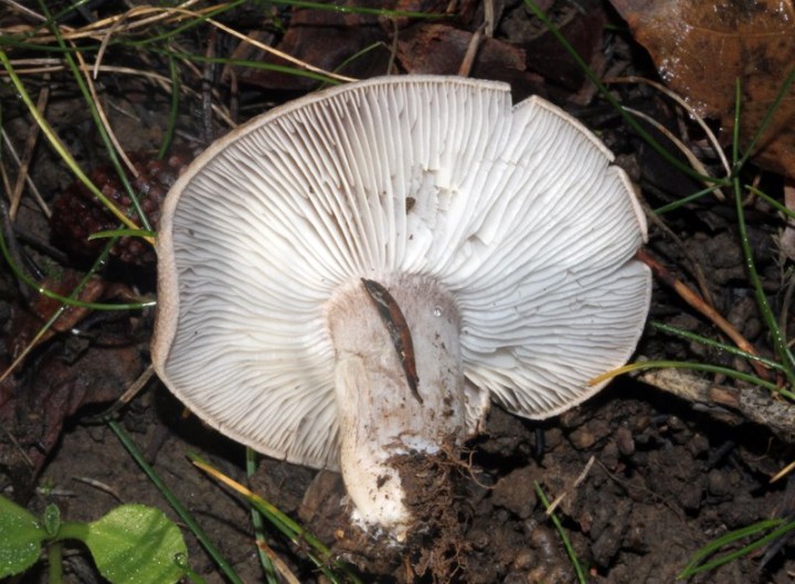 Tricholoma sp - red 5.jpg