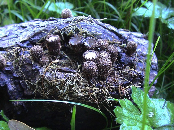 cyathus striatus 091005 mazer 1.jpg