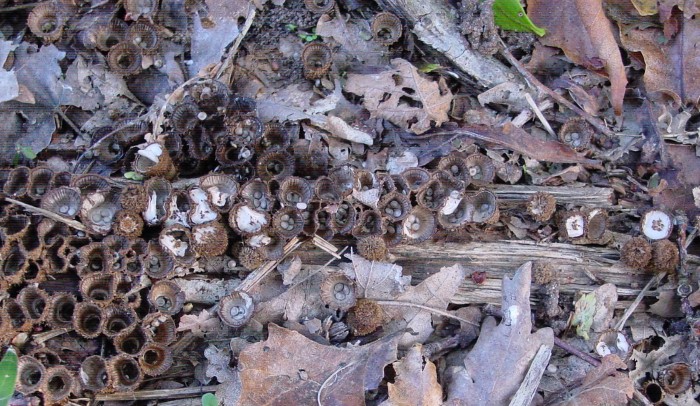 cyathus striatus 241004 cad  2.jpg