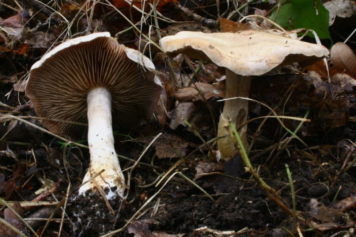 Cortinarius sp 221126aa.jpg