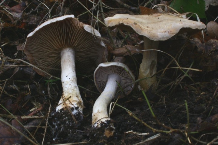 Cortinarius sp 221126bb.jpg
