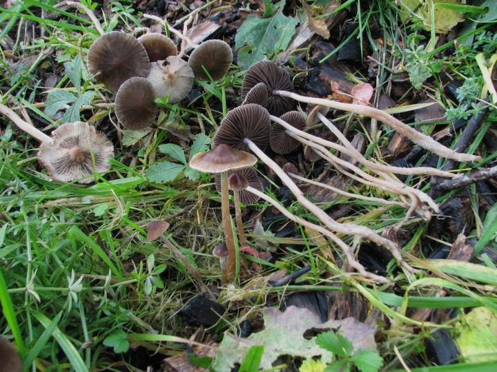 Chapeaux jusqu'à 5 cm. Pied radicant