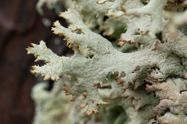 Lichen-2.jpg
