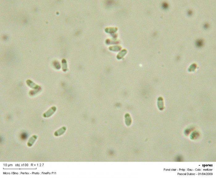 spores.jpg